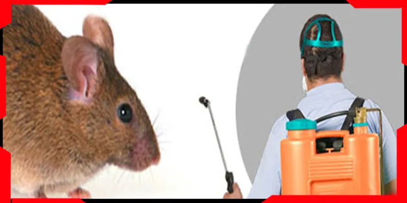 Rodent Control Services in Karachi