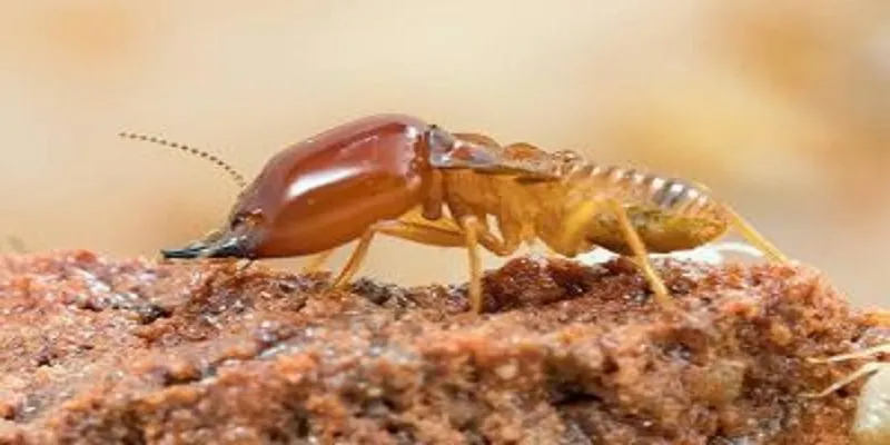 Termite Control Services