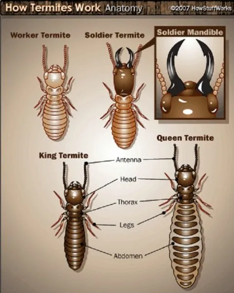 Termite Control Services in Karachi