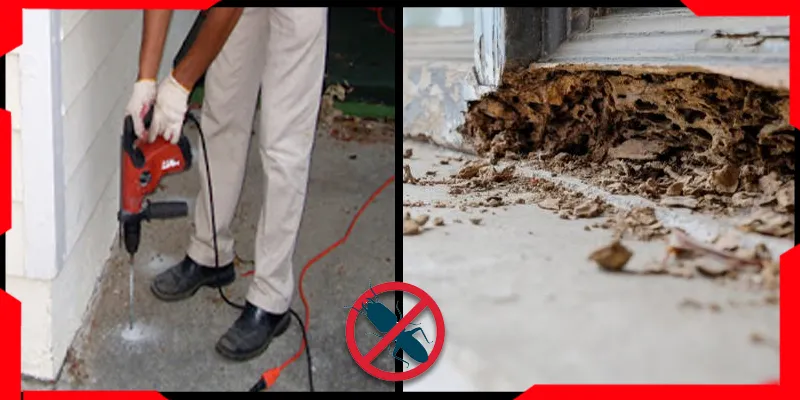 Termite Control Services in Karachi