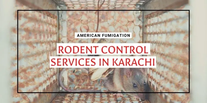 Rodent Control Services in Karachi