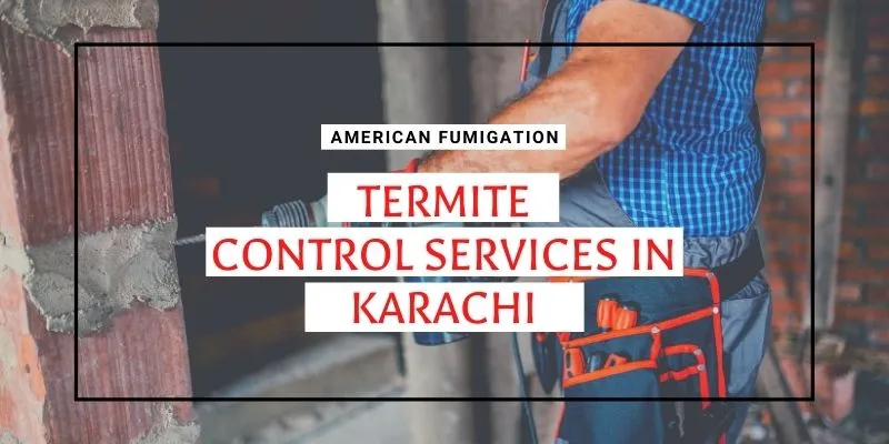 Termite Control Services in Karachi