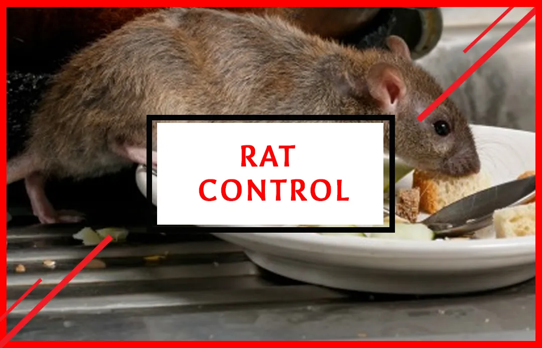 Rat Control