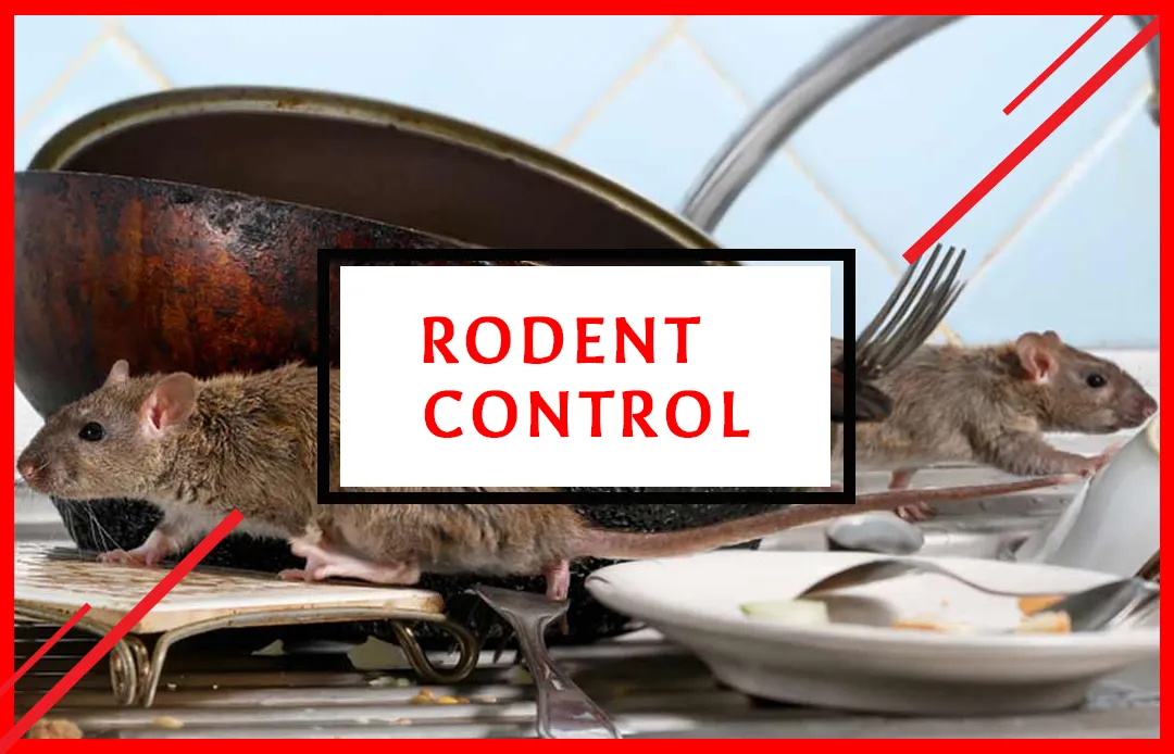 Rodent Control